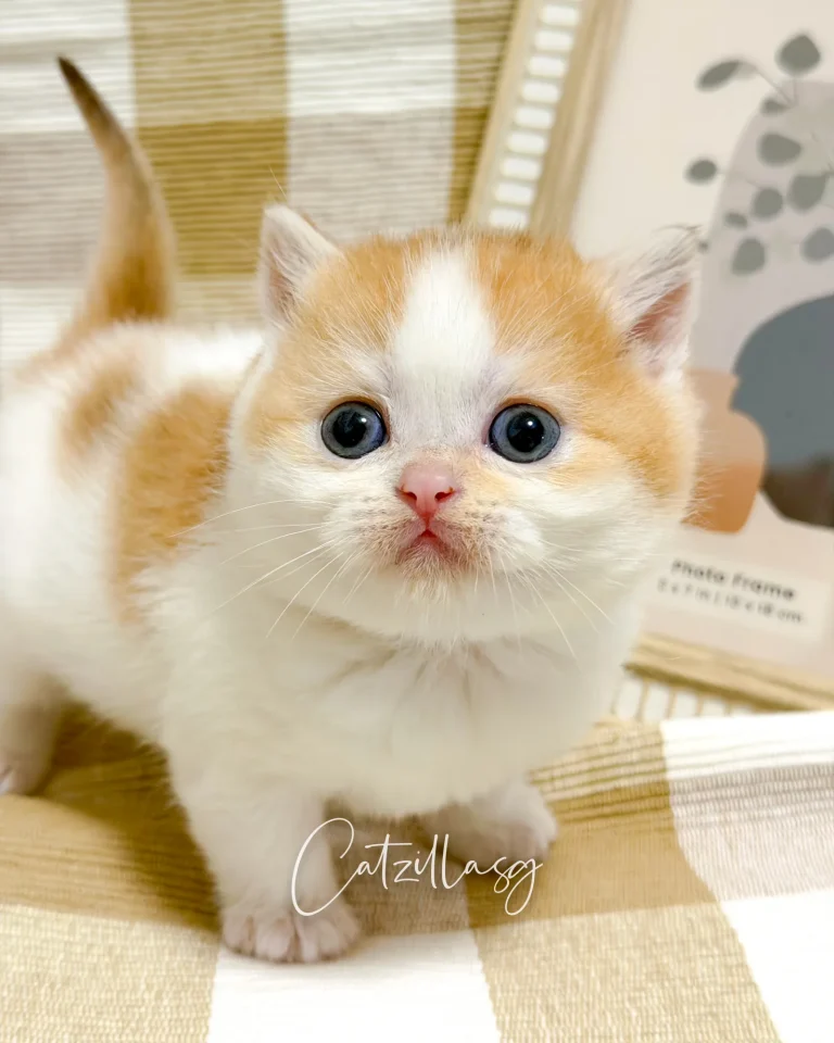 Sunny — British Shorthair kitten for sale in Singapore