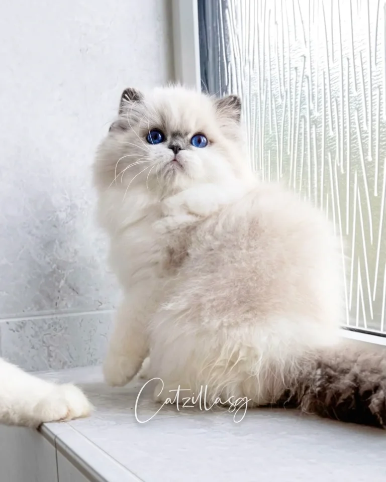 Suzu — Ragdoll kitten for sale in Singapore