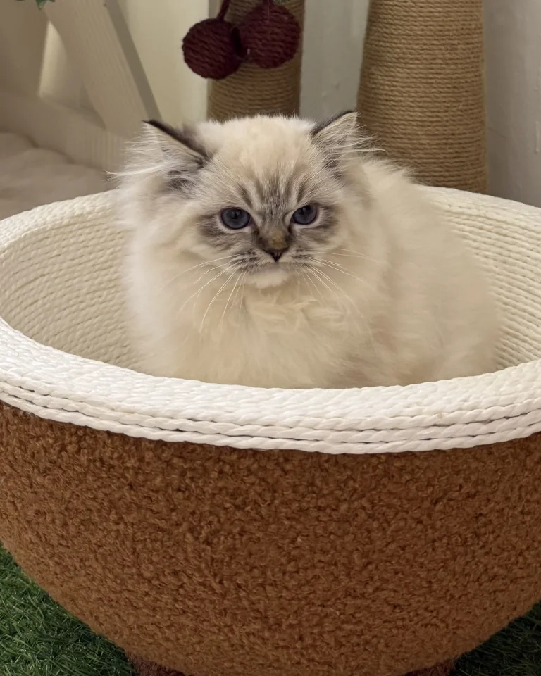 Taro — Ragdoll kitten for sale in Singapore