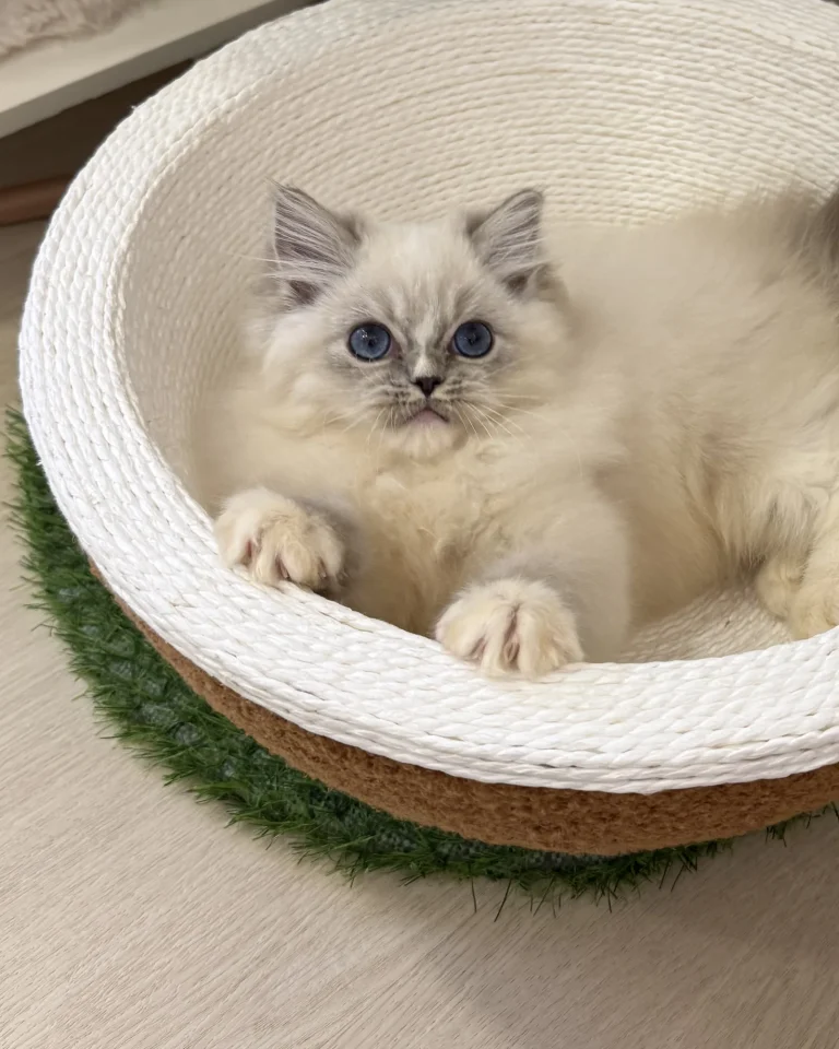 Teddy — Ragdoll kitten for sale in Singapore