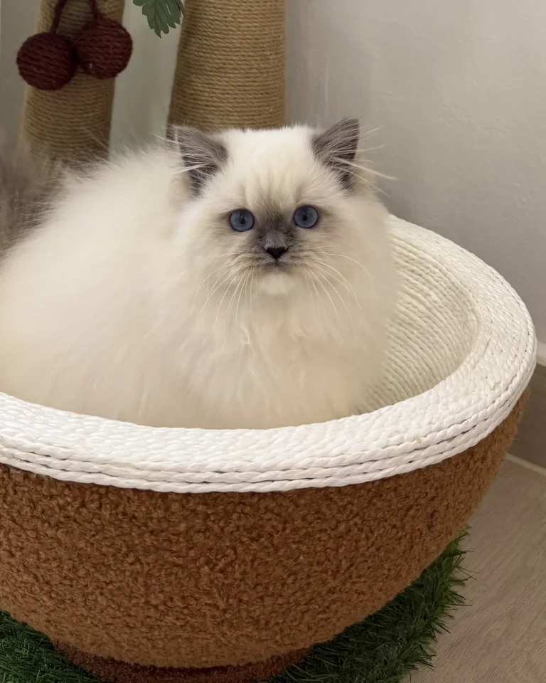 Tibet — Ragdoll kitten for sale in Singapore