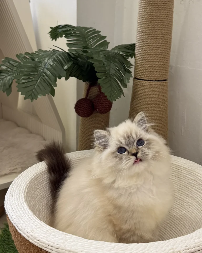 Toto — Ragdoll kitten for sale in Singapore