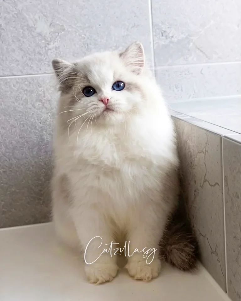 Umi — Ragdoll kitten for sale in Singapore